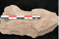 Foto (Detailansicht) von Taxodium distichum miocenicum Heer (NHMW-GEO-2024-0188-6423)